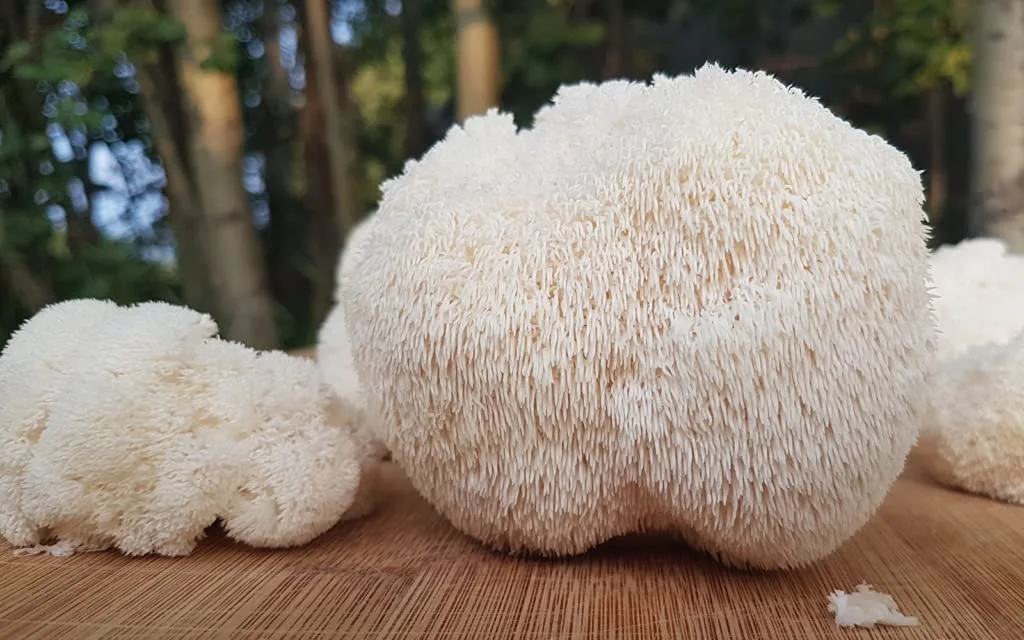 Is Lion’s Mane good for the brain?
