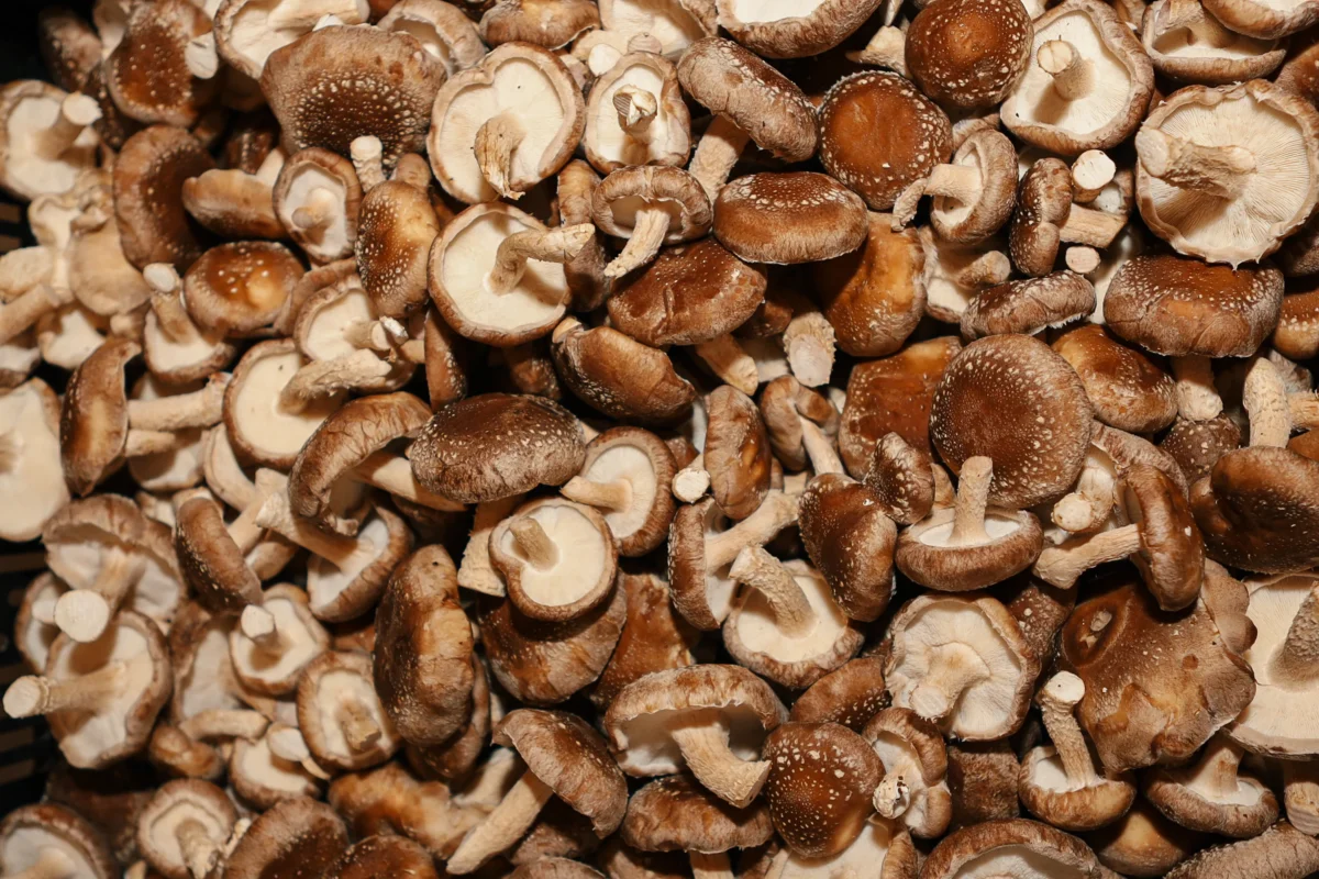 Is Shiitake good for your heart?