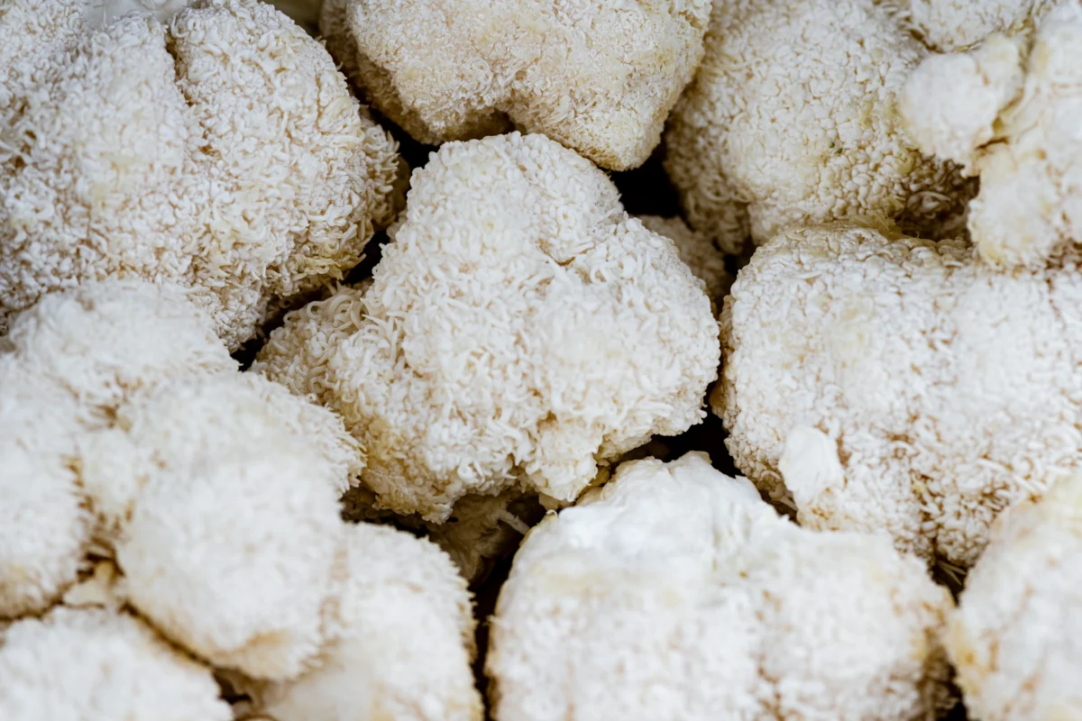 Can Lion’s Mane help with Multiple Sclerosis MS