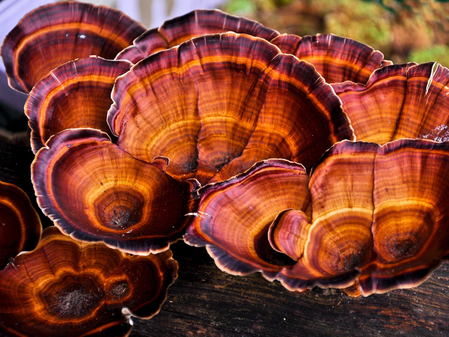 Can you improve your digestion with Functional Mushrooms? | Organic ...