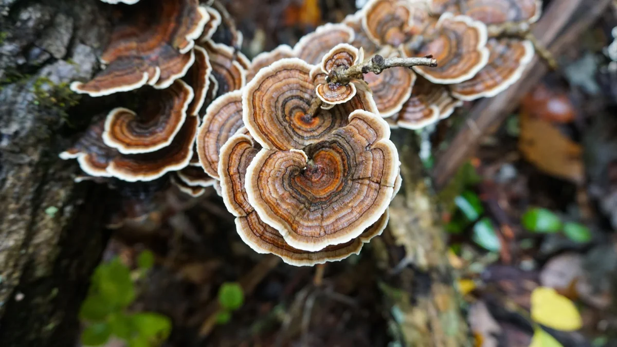 Turkey Tail, a Deeper Dive Into Its Anticancer Effects